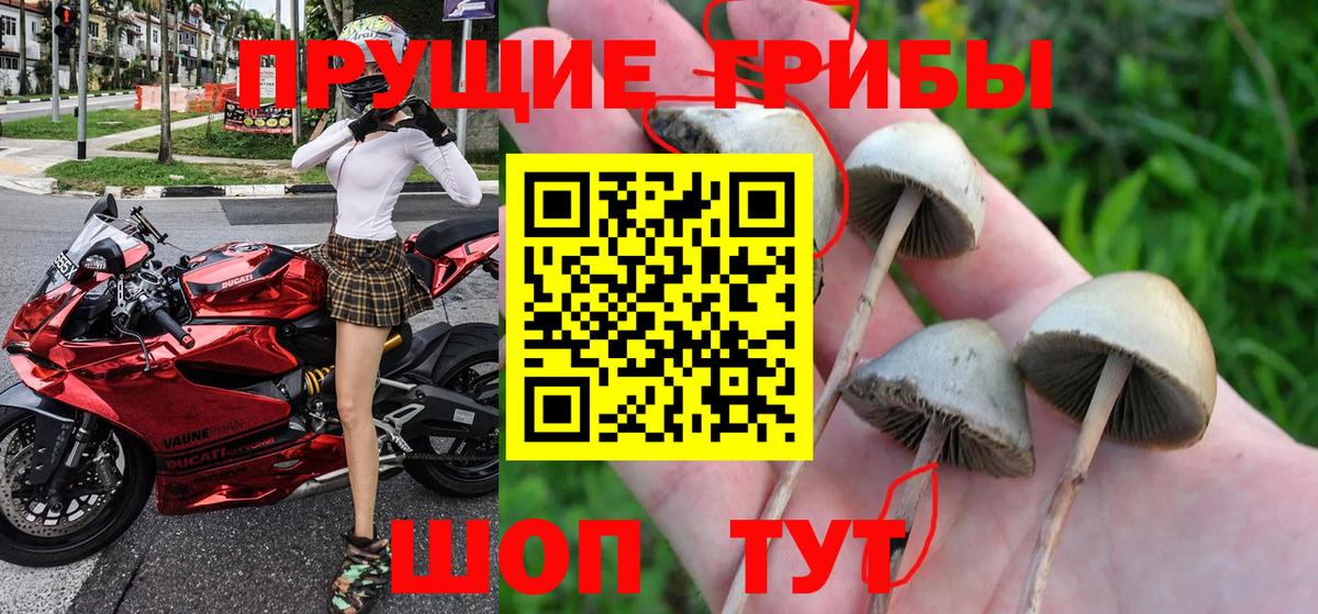 Псилоцибиновые грибы Psilocybe Мценск